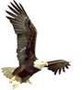 Blue Mountain Eagle