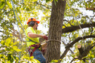 arborists